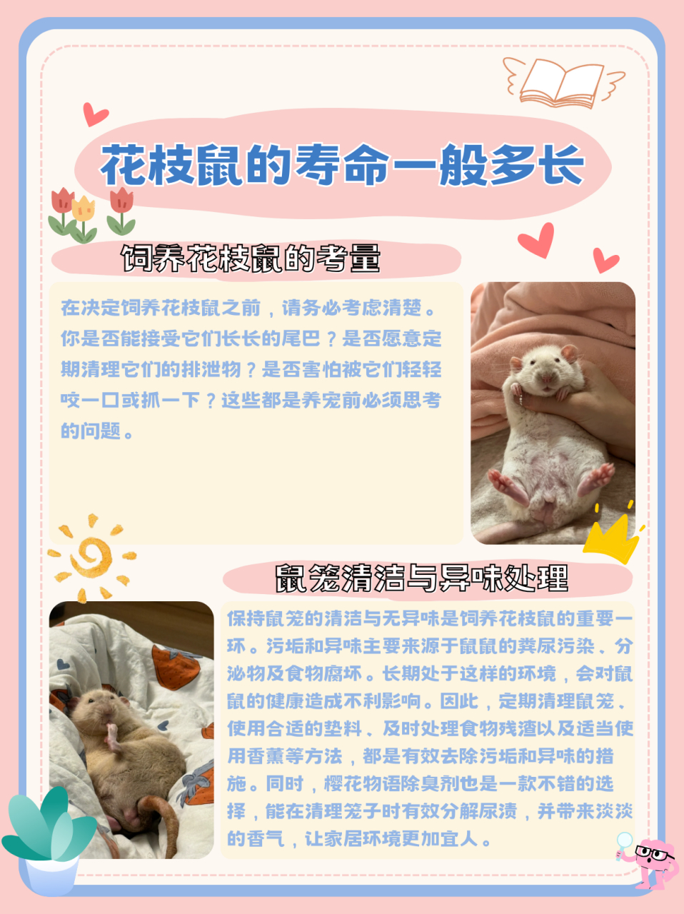 花枝鼠与基金投资的奇妙之旅 花枝鼠购买基金